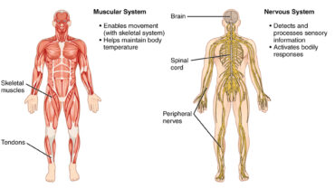 The systems