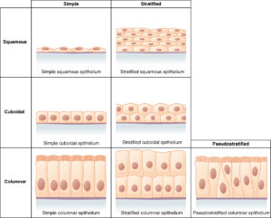 The Simple Tissues