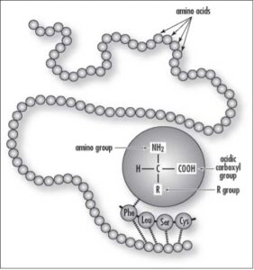 Amino acid 