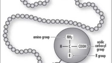 Amino acid