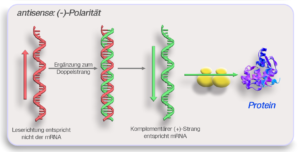 Antisense molecule