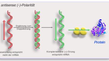 Antisense molecule