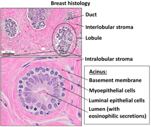 histology