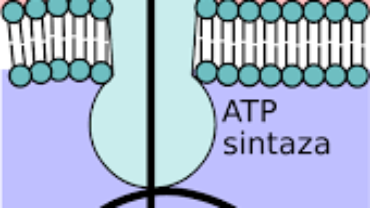 ATP synthase