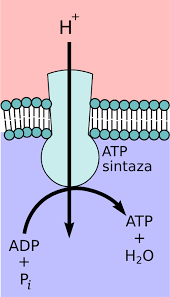 ATP synthase