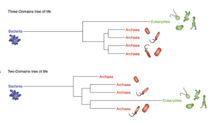 Archaea