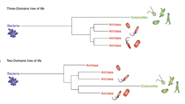 Archaea