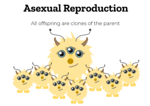 Asexual reproduction