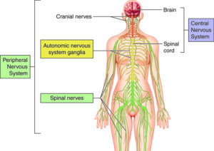 Autonomic nervous system