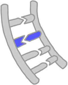 Base pairing