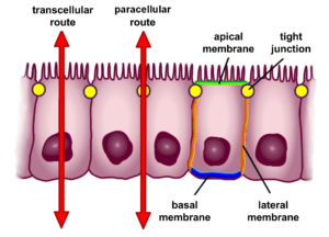 Basement membrane