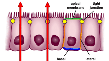 Basement membrane