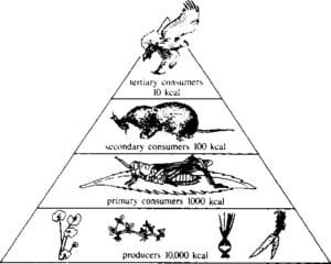 Biomass pyrimid in ecosystem