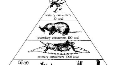 Biomass pyrimid in ecosystem