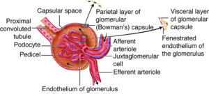 Bowman’s capsule