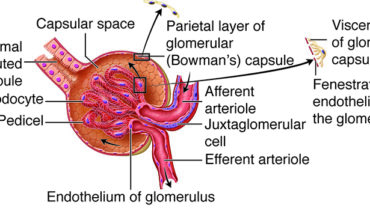 Bowman’s capsule