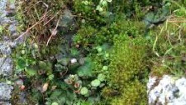 Bryophytes