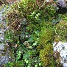 Bryophytes