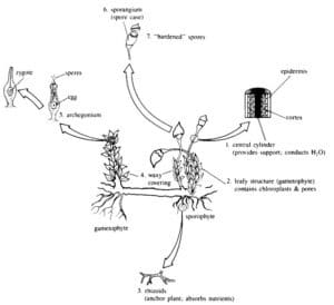 mosess of Kingdom Plantae