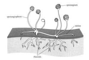 Rhizopus Structure in fungi