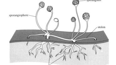 Rhizopus Structure in fungi