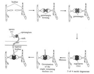 conjugation in kingdom fungi