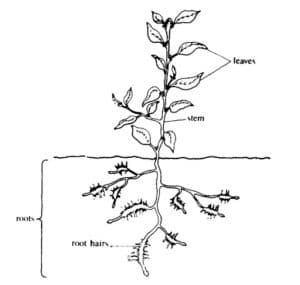 vascular plants