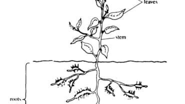 vascular plants