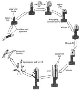 Sexual reproduction in Ascomycota