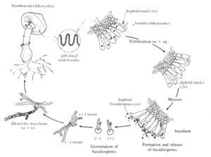 Basidiomycota Life Cycle