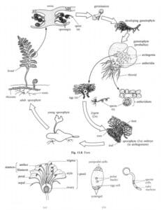 angiosperm of Kingdom Plantae