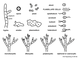 Interesting question about fungi