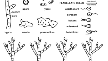 Interesting question about fungi