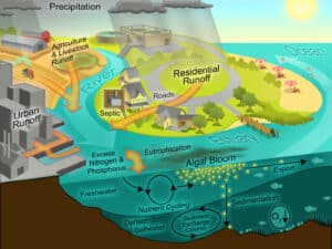 Nutrient Cycling