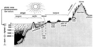 Ocean ecosystem