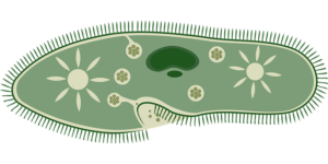 Paramecium