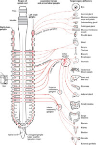 The sympathetic nerves