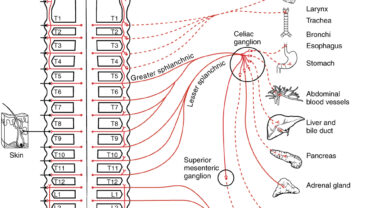 The sympathetic nerves