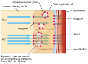 aquaporins