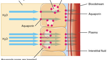 aquaporins