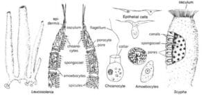 sponges in Kingdom Animalia