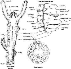 hydra in Kingdom Animalia