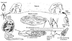 Life Cycle of Sheep Fluke in kingdom animalia