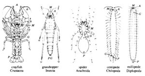 arthropods