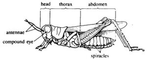 sections of a grasshopper