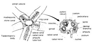 echinoderm