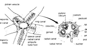 echinoderm