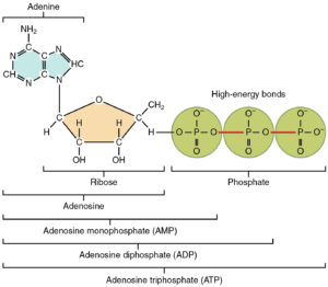 Adenosine triphosphate