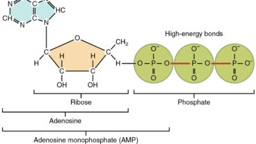 Adenosine triphosphate