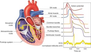 Atrioventricular valve